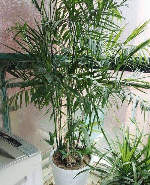 散尾葵可以放在卧室吗
