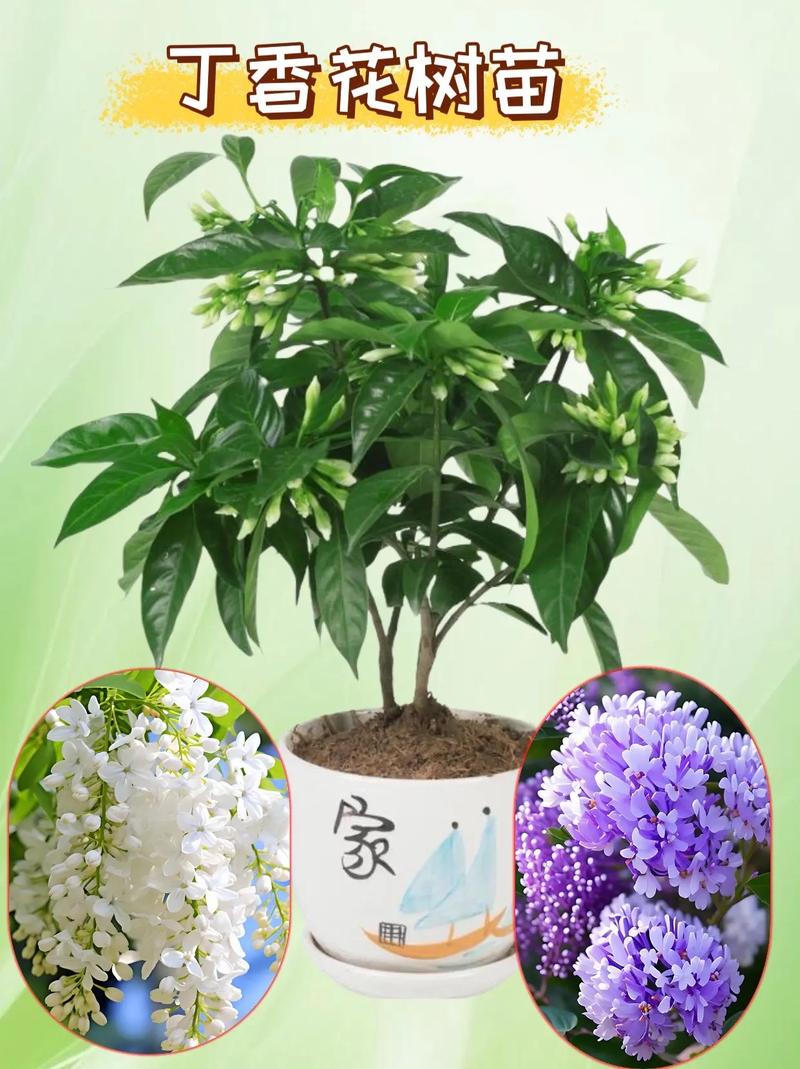 丁香花苗怎样载植