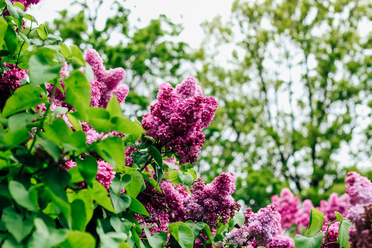 丁香花可以用种子繁殖吗,丁香花播种的时间