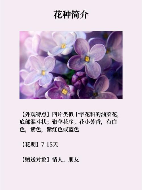 丁香花适合什么时候种啊