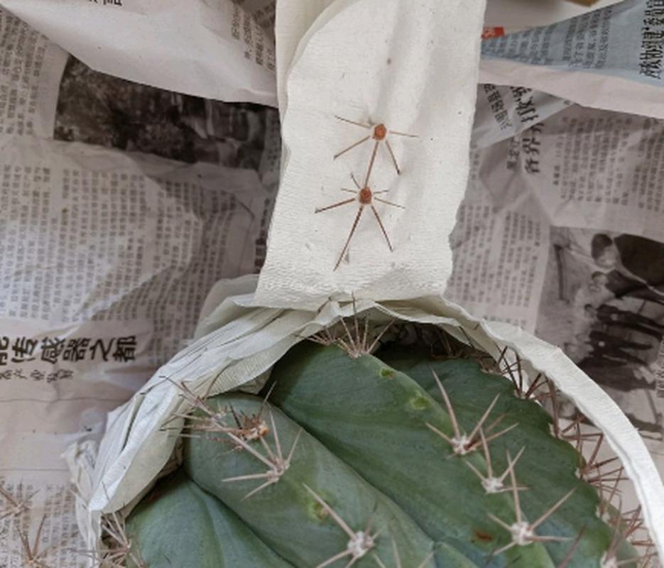 仙人球烂了还能活吗？仙人球烂了是怎么回事？