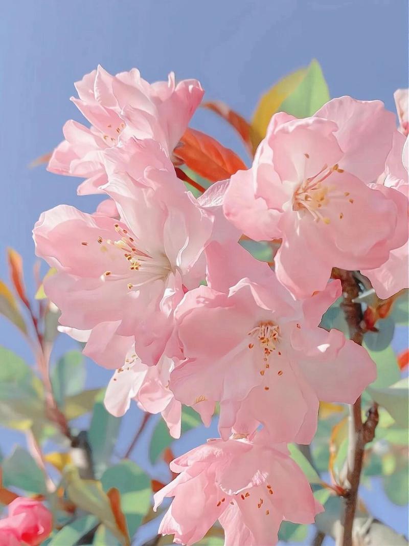 海棠花是什么样子的啊?