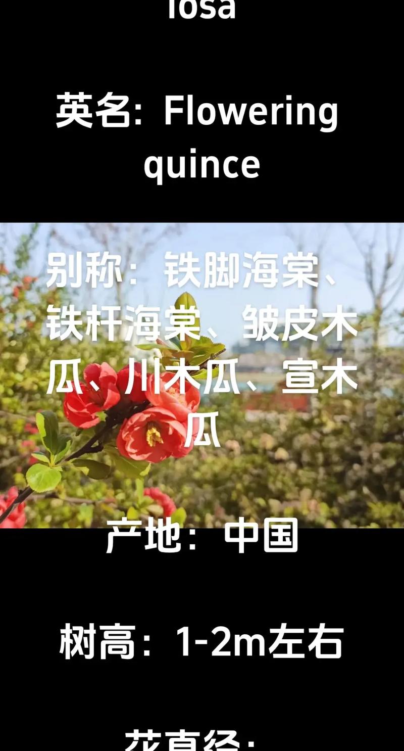 贴梗海棠和木瓜海棠有什么最明显的区别?请比较好能上图说明谢谢