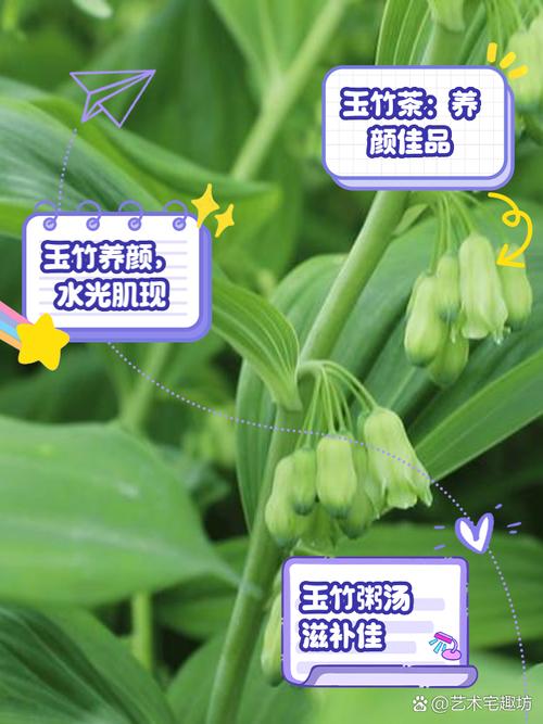 玉竹怎么吃效果好