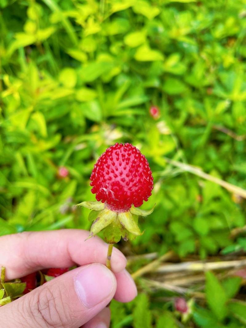 那些比较美的野草莓图片,你都见过没?