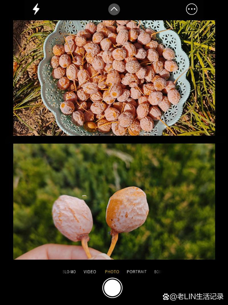 银杏树果子能吃吗?怎么吃?