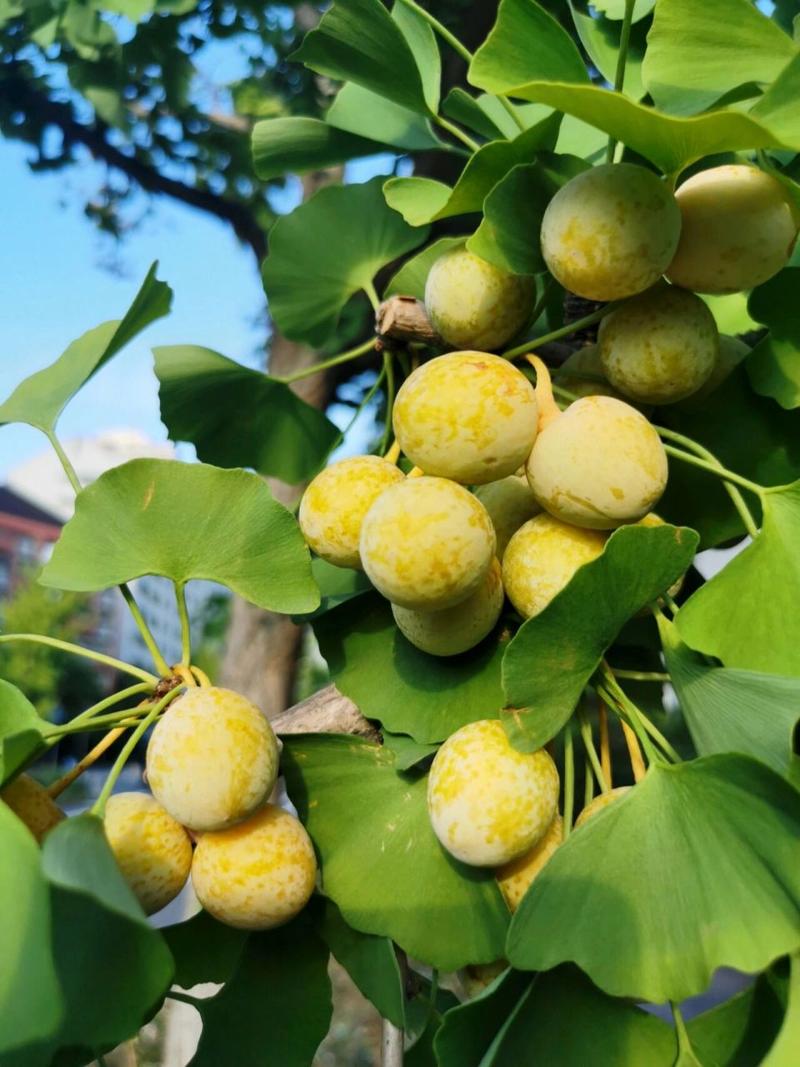 银杏树果子能吃吗怎么吃不中毒