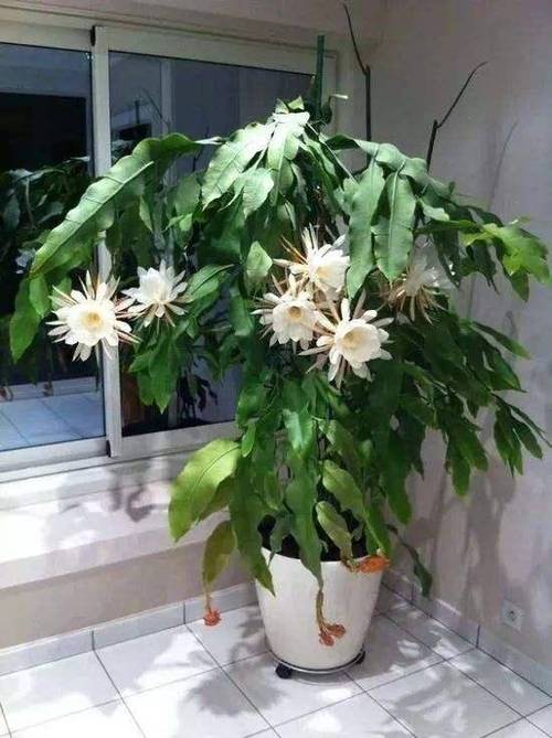 家里千万不可养昙花为什么家里可以养昙花吗