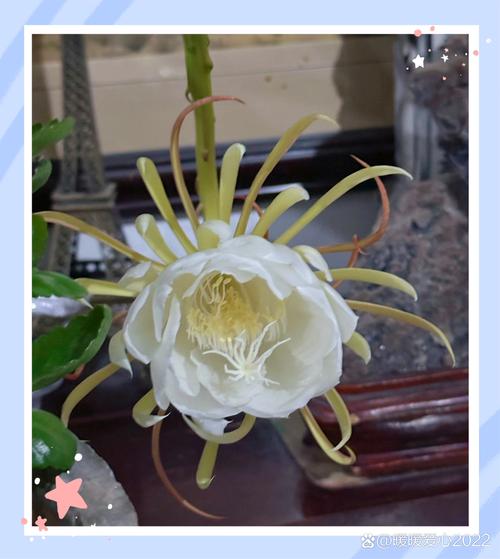 昙花不能养在家里吗