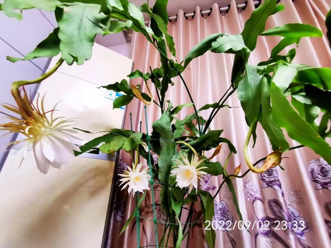 昙花为什么不能放家里