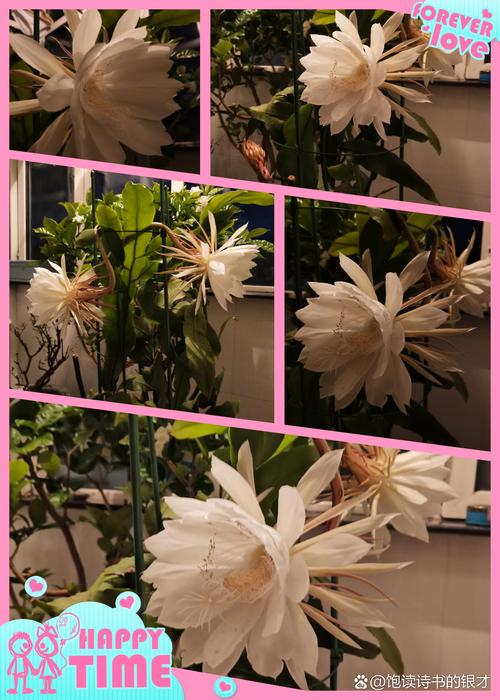 昙花为什么不能养在家里?