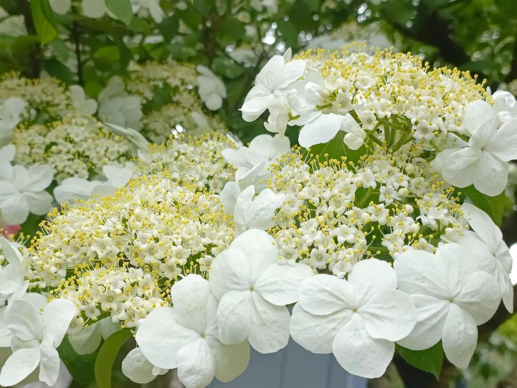 琼花有什么功效