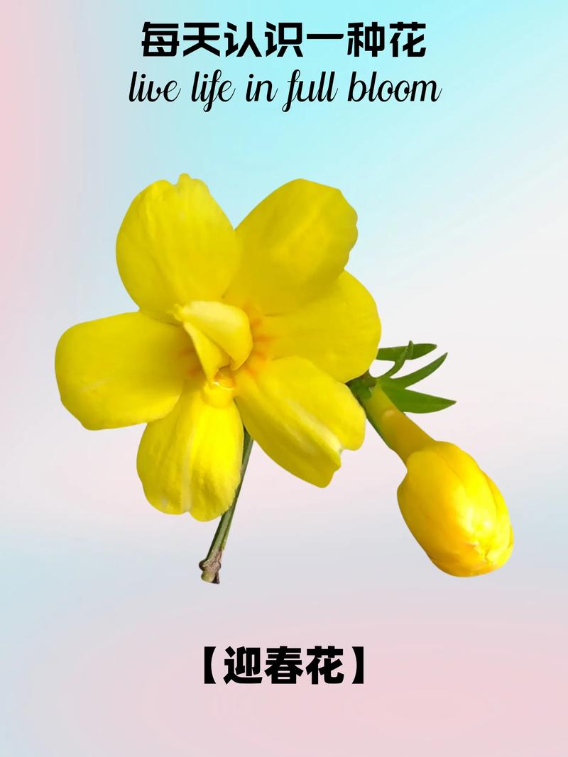 迎春花花期多长时间