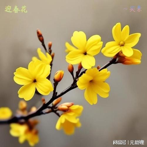 迎春花一年四季的特点