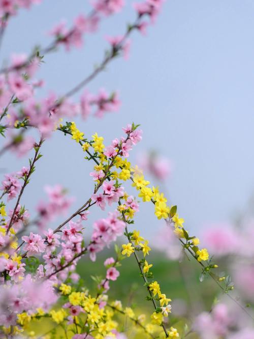 迎春花几月开花哪个季节(迎春花开放的时间)