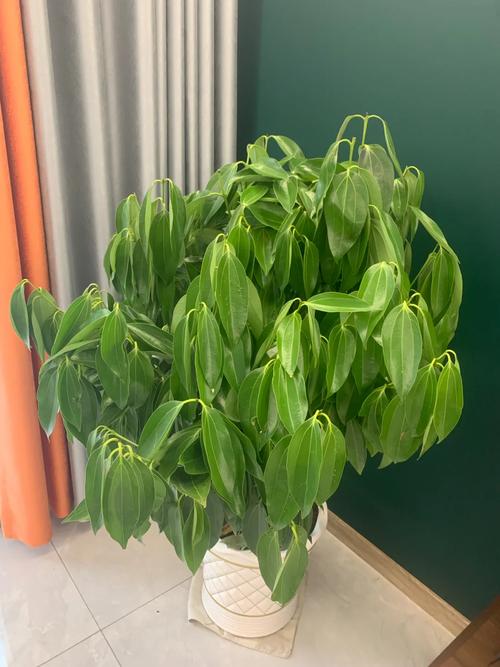 主杆三厘米粗的平安树去顶留主杆能活吗?