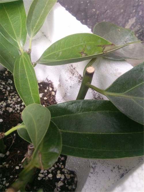 平安树锯断后怎样处理