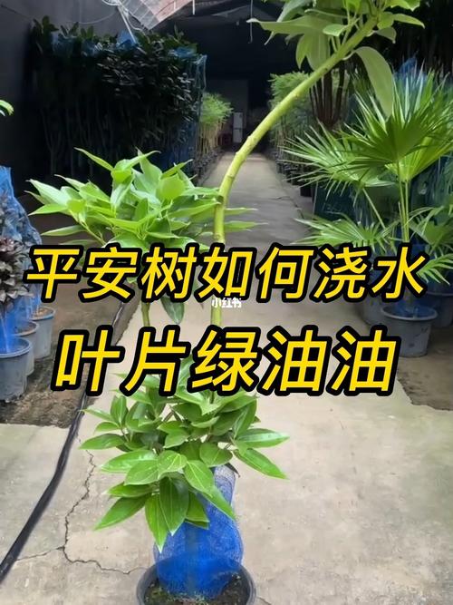 请问我的平安树是怎么了?还有救的办法吗?