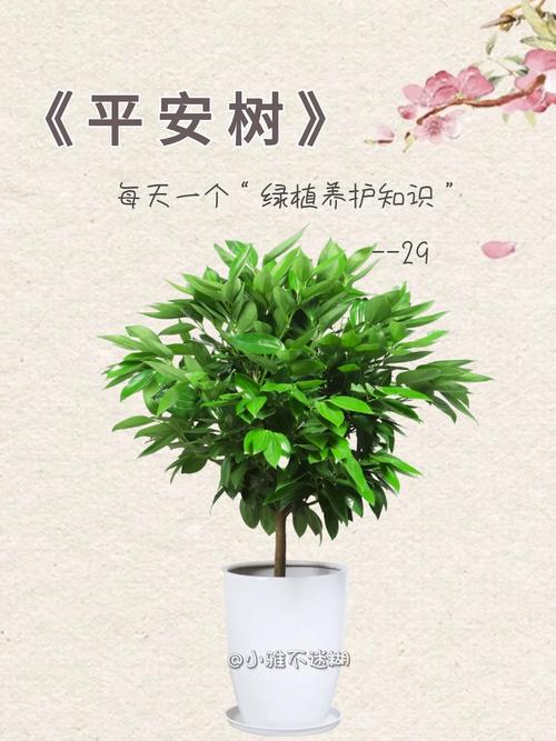 平安树可以锯断重发吗