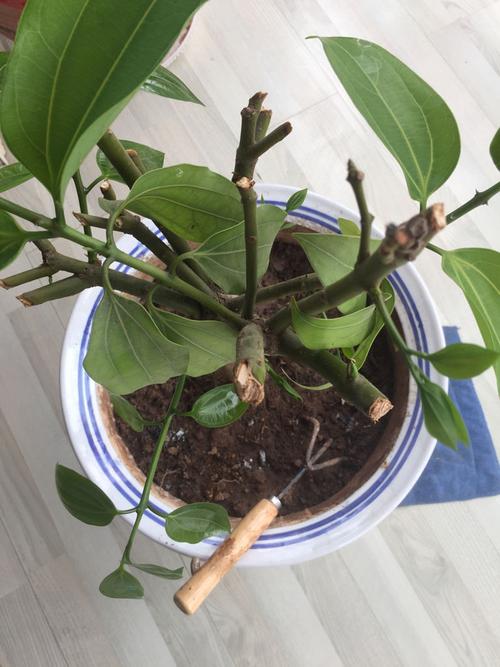 平安树锯了还能活吗