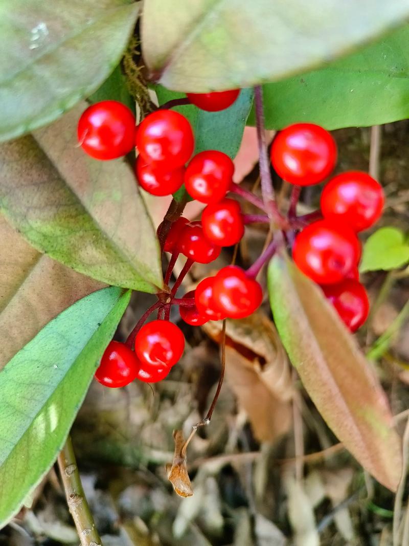 红色果实植物都有哪些