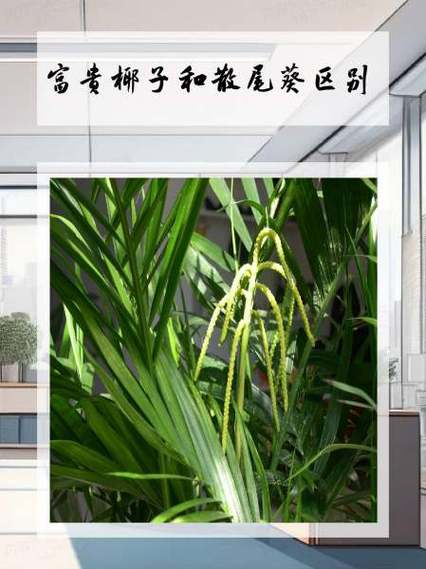 富贵椰子和散尾葵有什么区别