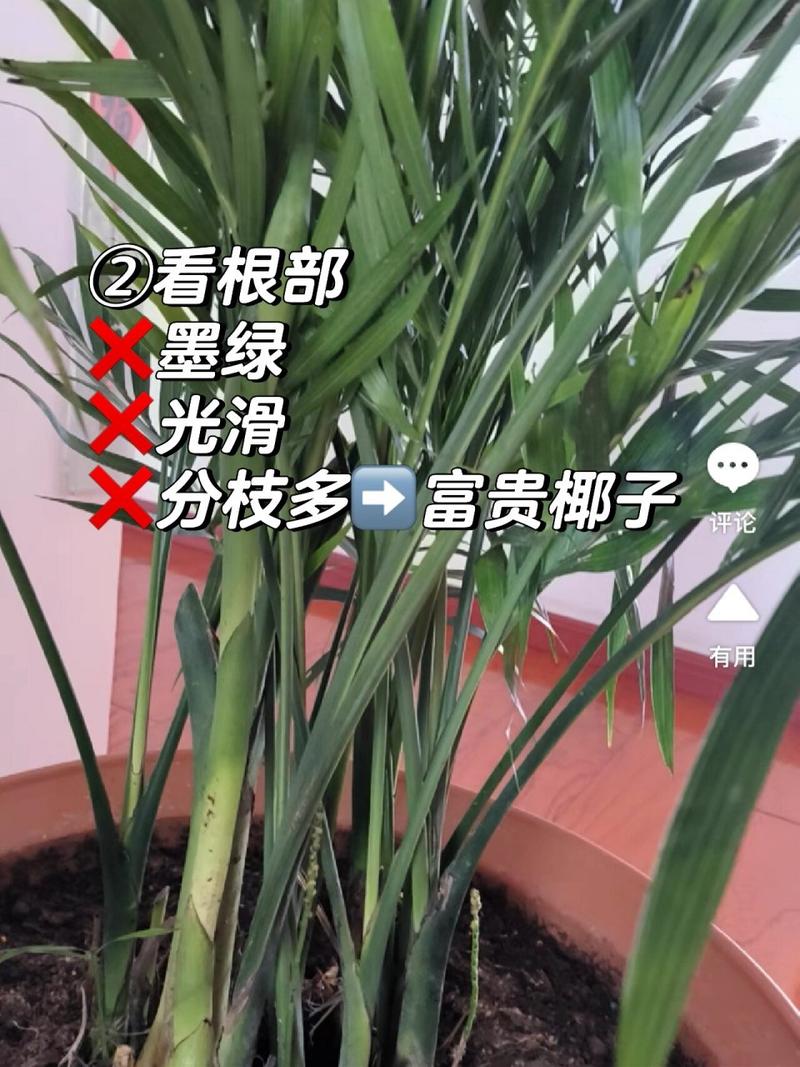 散尾葵和富贵椰子区别