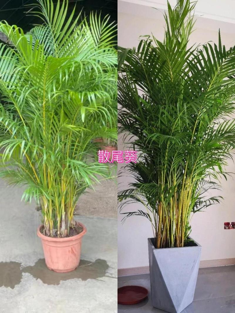 散尾葵和富贵椰子有什么区别?