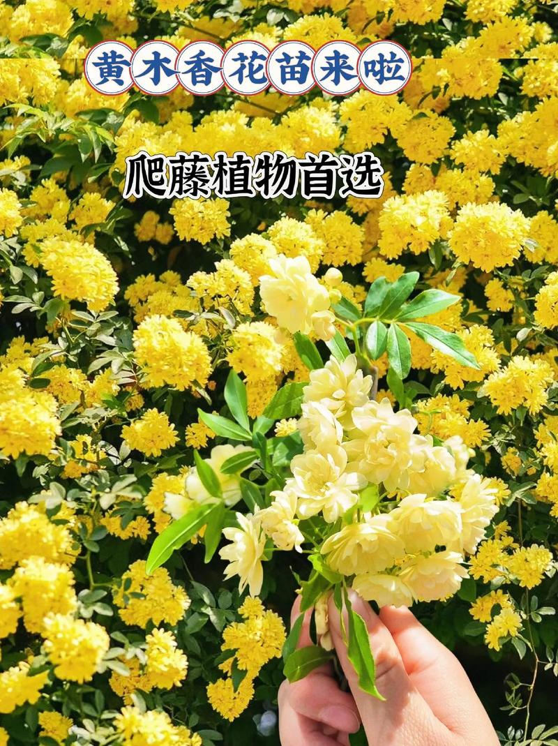 黄木香和白木香的区别,黄木香好养吗