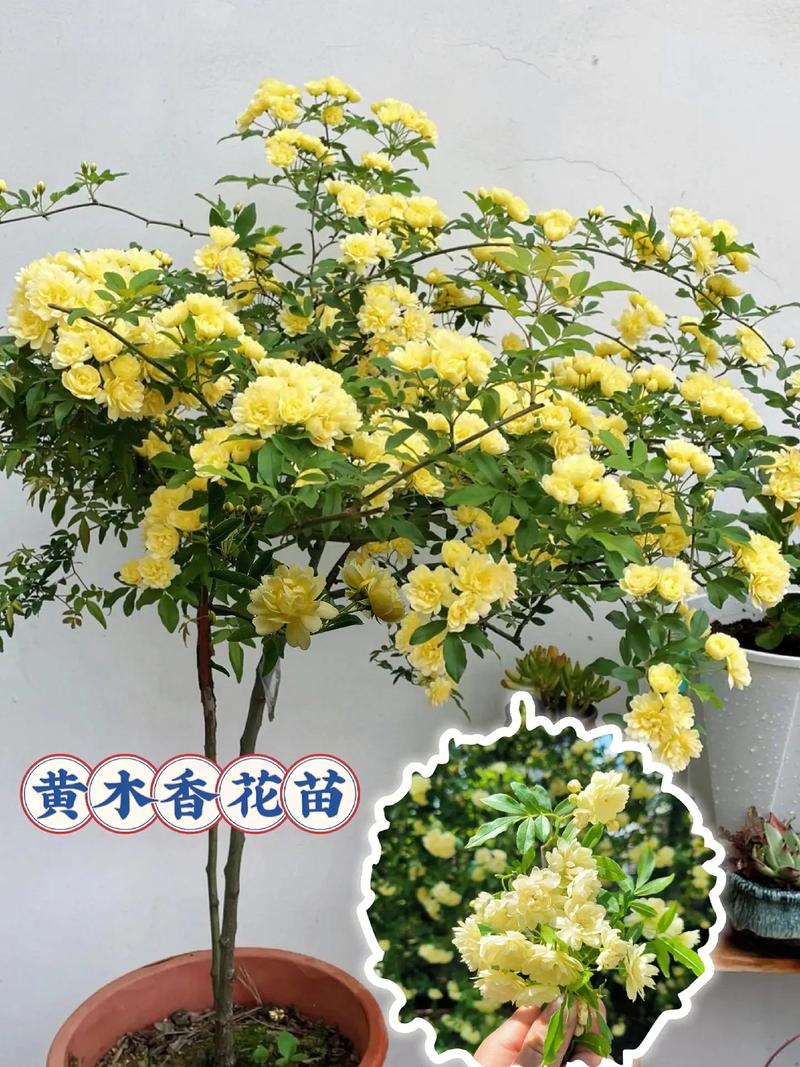 院子再小,也要养棵木香花,好打理,开花特别美,邻居看了都羡慕