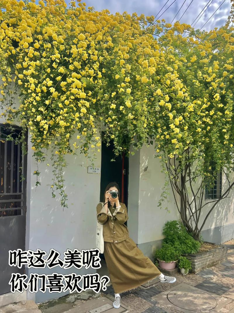 黄木香好养吗