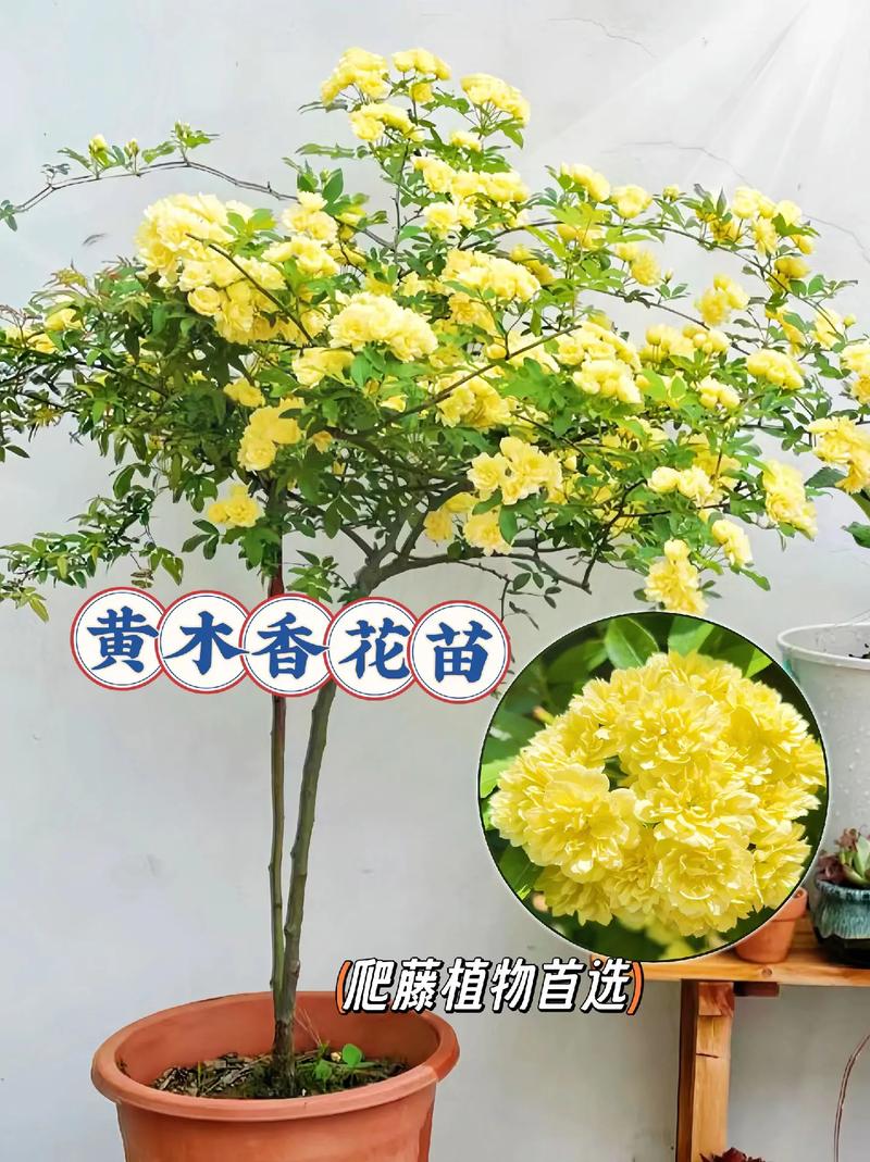 黄木香好养吗?养殖方法和养护要点