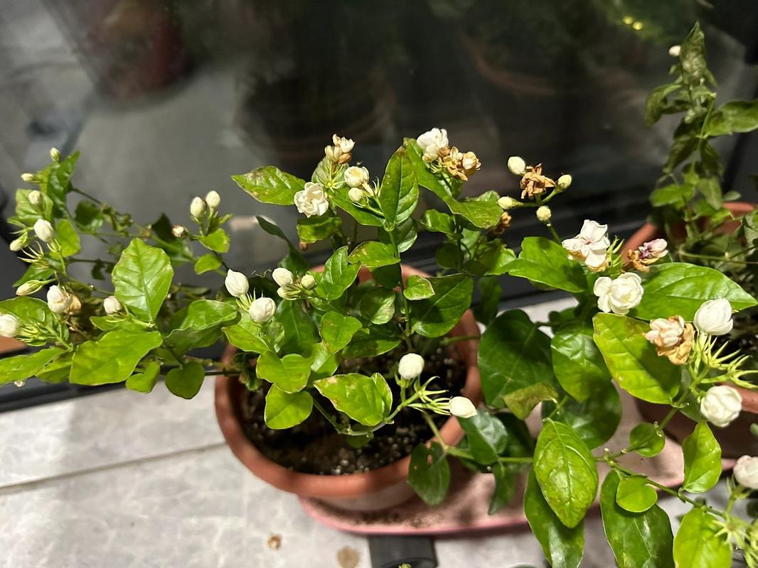 茉莉花没有叶子能活吗