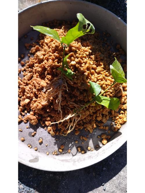 茉莉花苗叶在全部掉完的情况下,第2年还能继续存活吗?