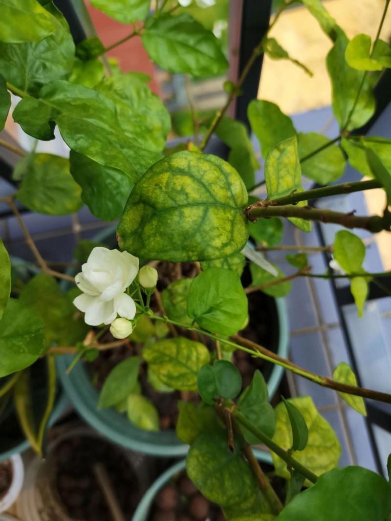 茉莉花冬天叶子掉光了还能活吗
