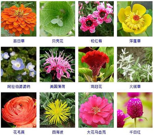 花的种类大全