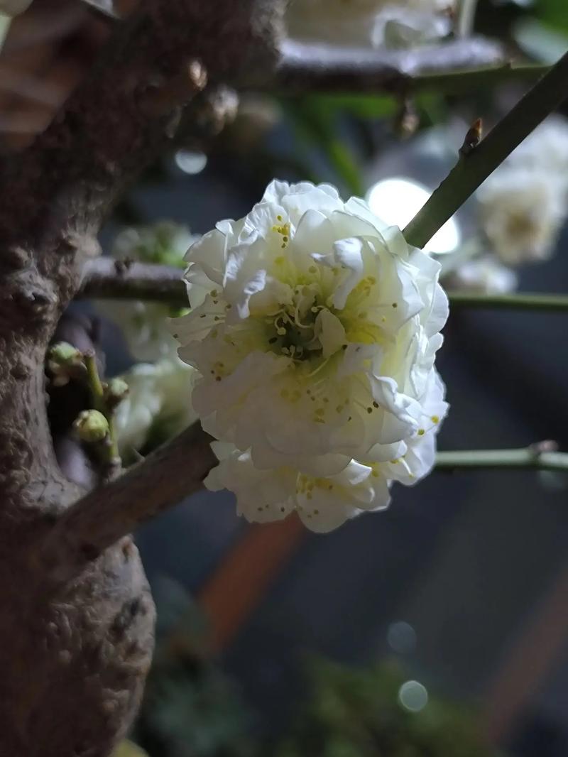 黄花鹤顶兰的养殖方法