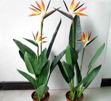 植物鹤黄兰放在家里可不可以?