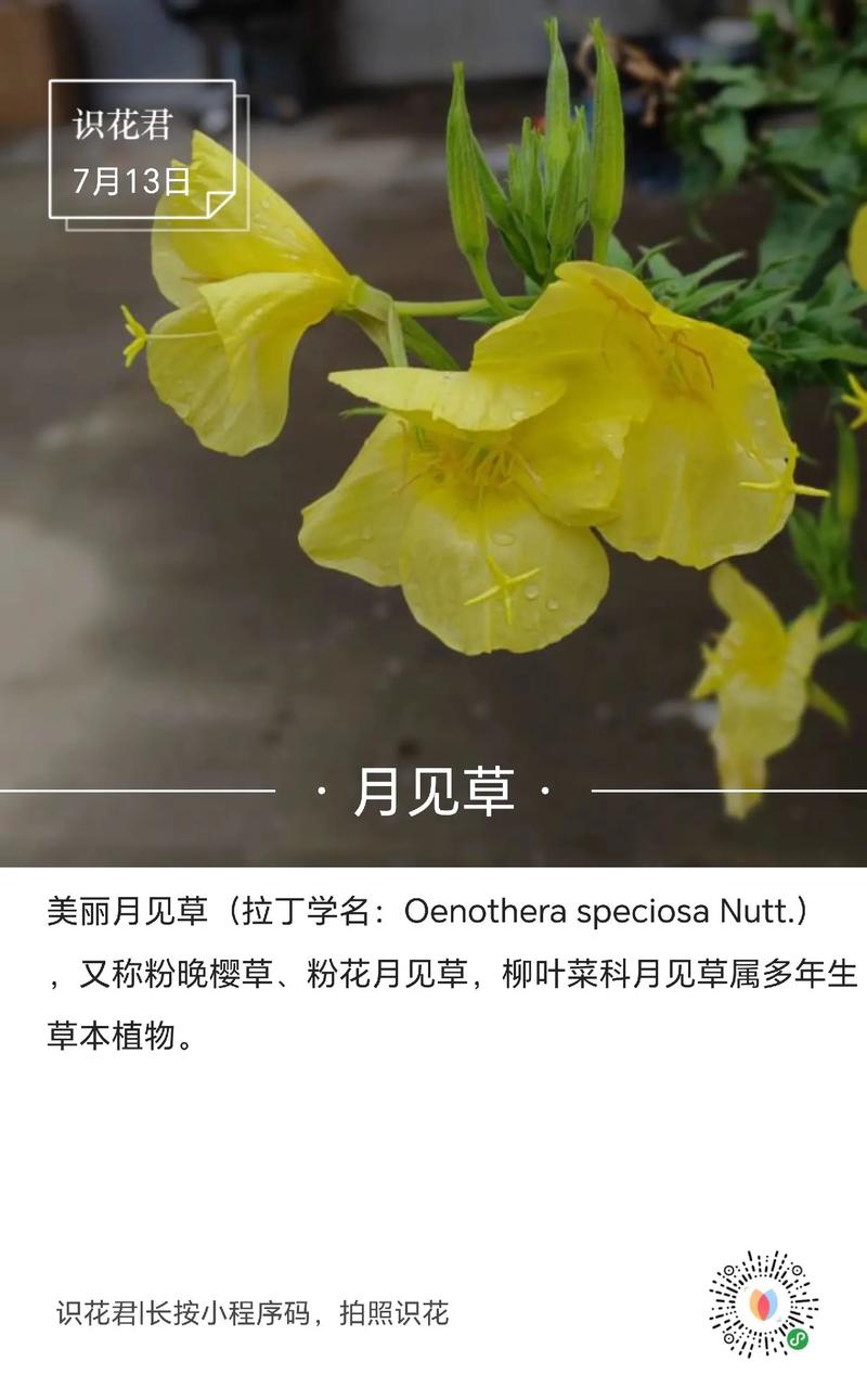 月见草的花语和传说