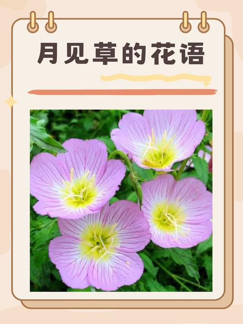 月见草的花语和传说,默默的爱与不羁的心