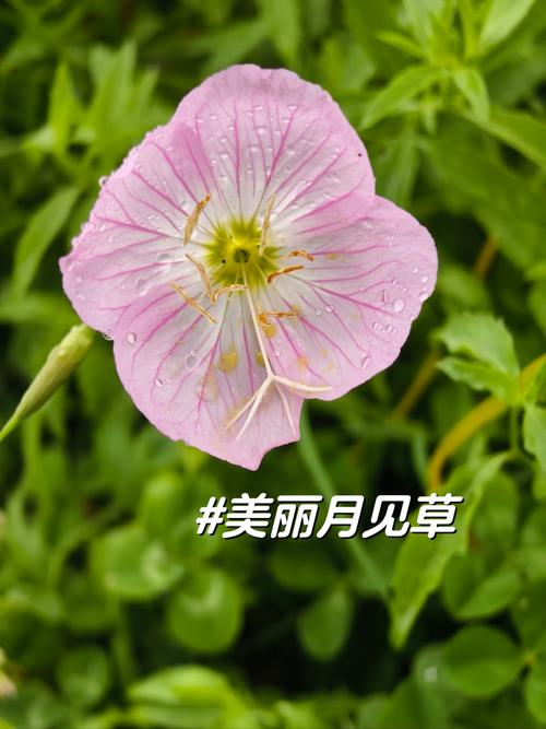 月见草的花语是什么?月见草的传说