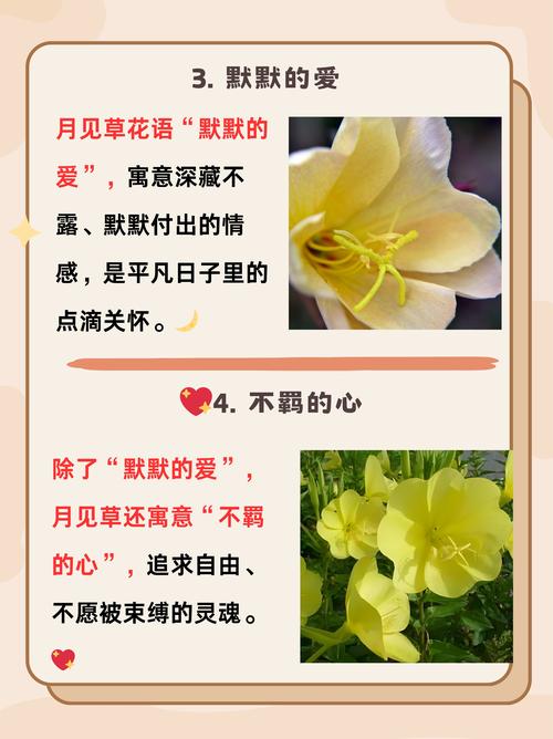 花语和月见草的传说