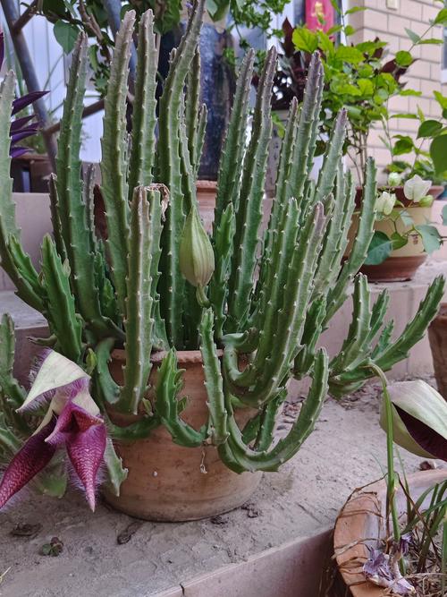 豹皮花怎么养