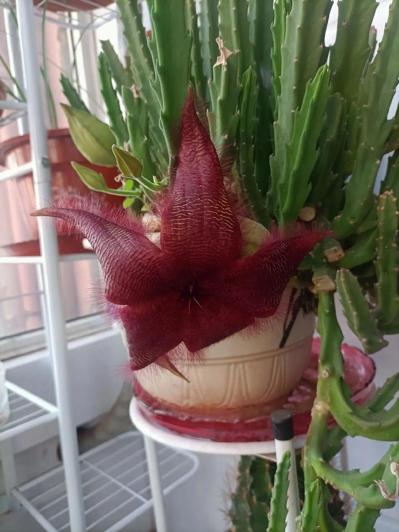 如何养豹皮花