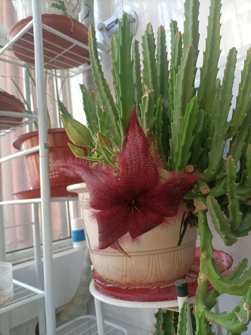 豹皮花怎么养的