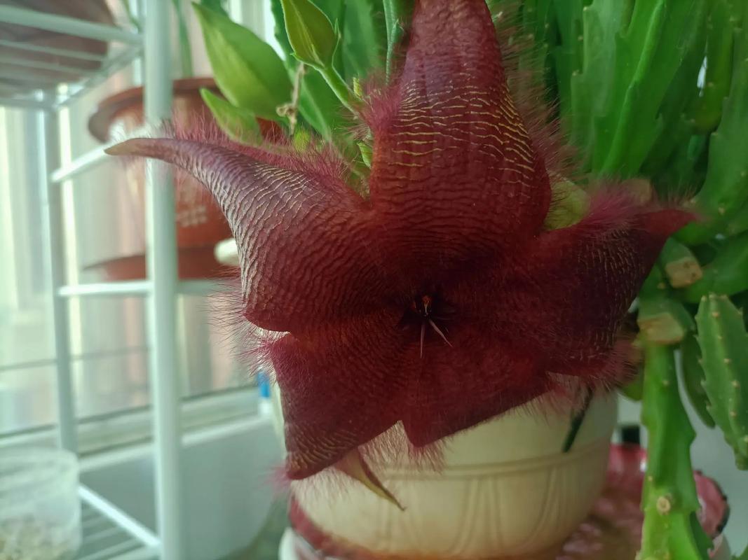 豹皮花的养殖方法详细介绍