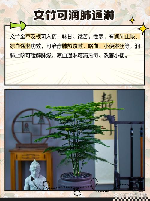 为什么家里不能养文竹