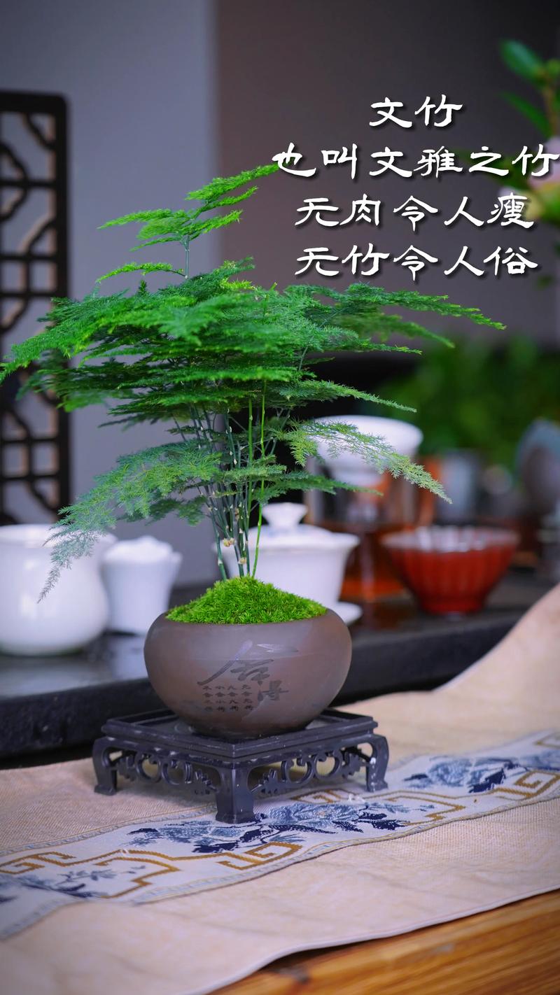 为什么家里不能养文竹养文竹好处有哪些