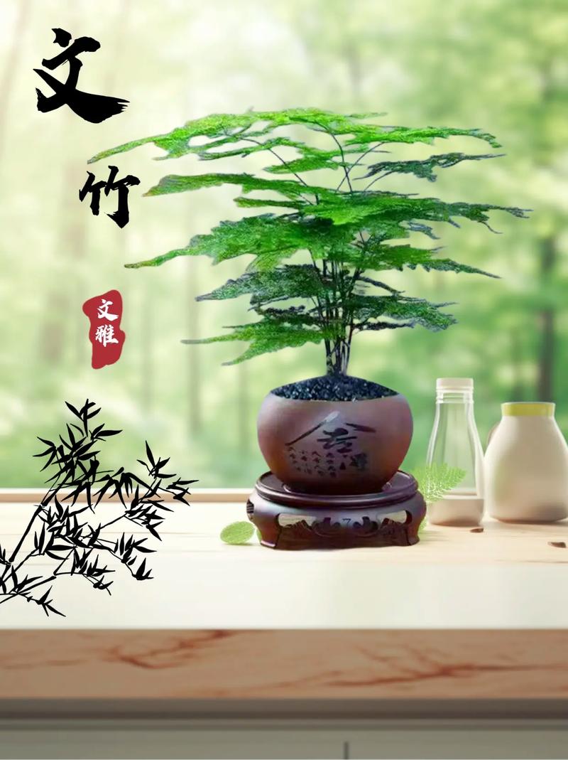 文竹可以养家里吗?