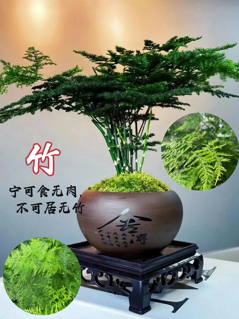 养文竹不吉利的说法养文竹的寓意